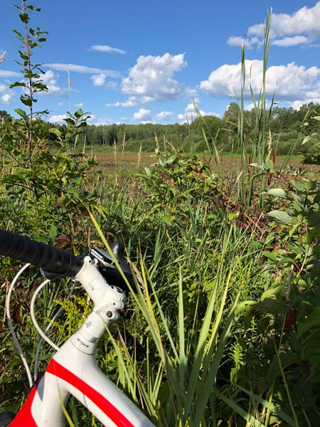 white_pine_ride_intext